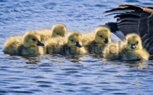 Close up View - Canada Geese Chicks