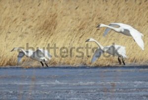 Close up View - Tundra Swan Flight