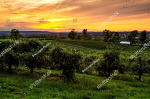 View of an orchard in the Warwick Valley during sunset