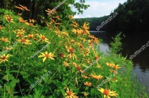 Clarion River at Cook Forest State Park and Clear Creek State Park