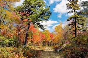 Forest Trail in Autumn Pocono Mountains Pennsylvania