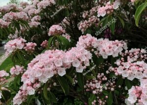 Pink Mountain Laurel Flower Blooms in Pennsylvania